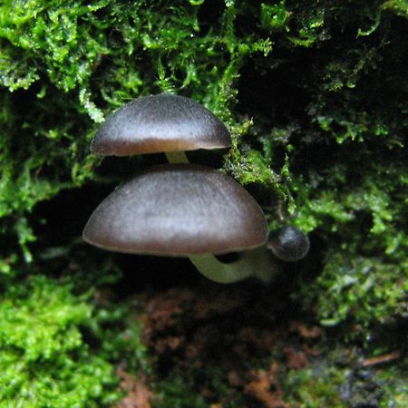Santuario Ecologico Monteverde 外观 照片