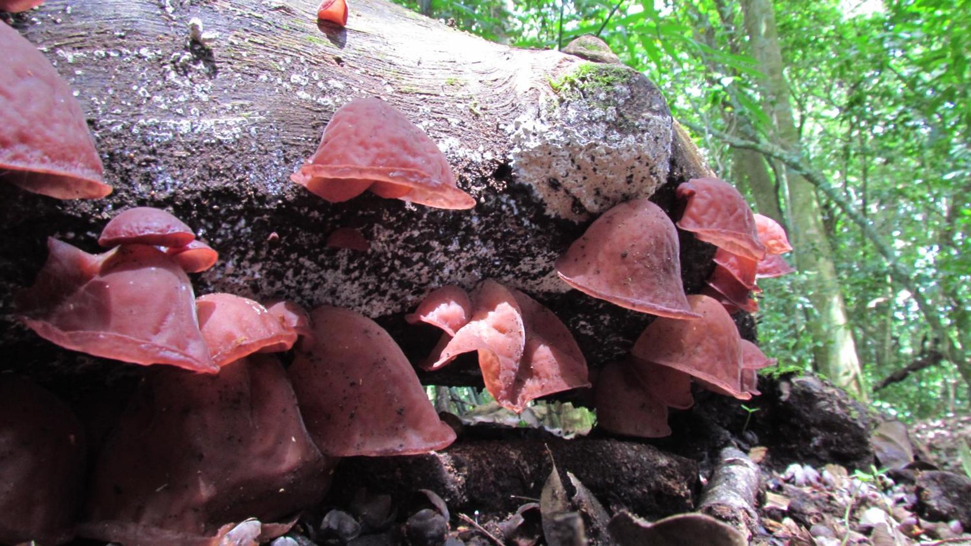 Santuario Ecologico Monteverde 外观 照片