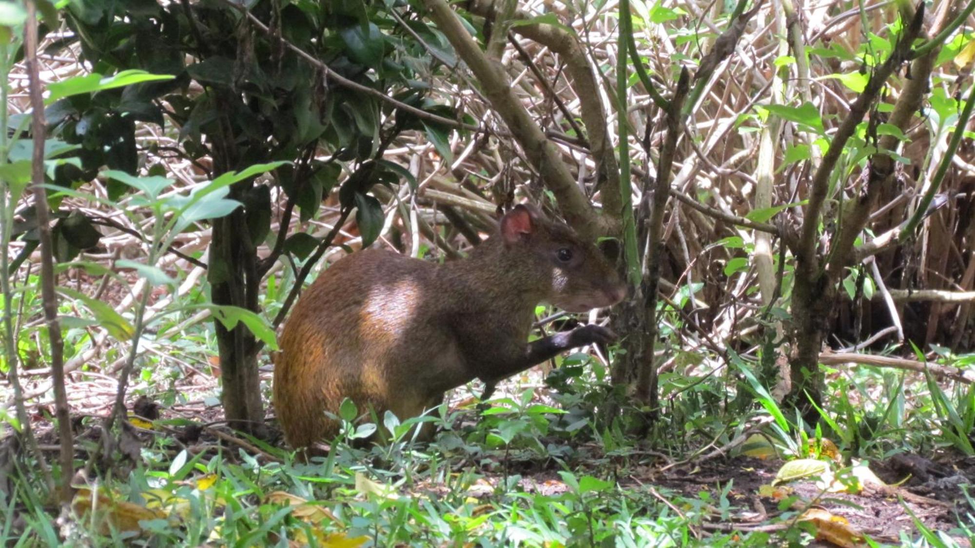 Santuario Ecologico Monteverde 外观 照片
