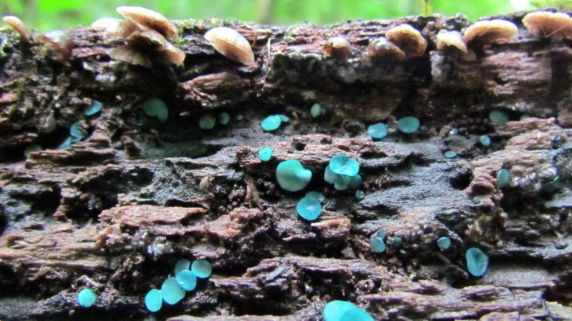 Santuario Ecologico Monteverde 外观 照片
