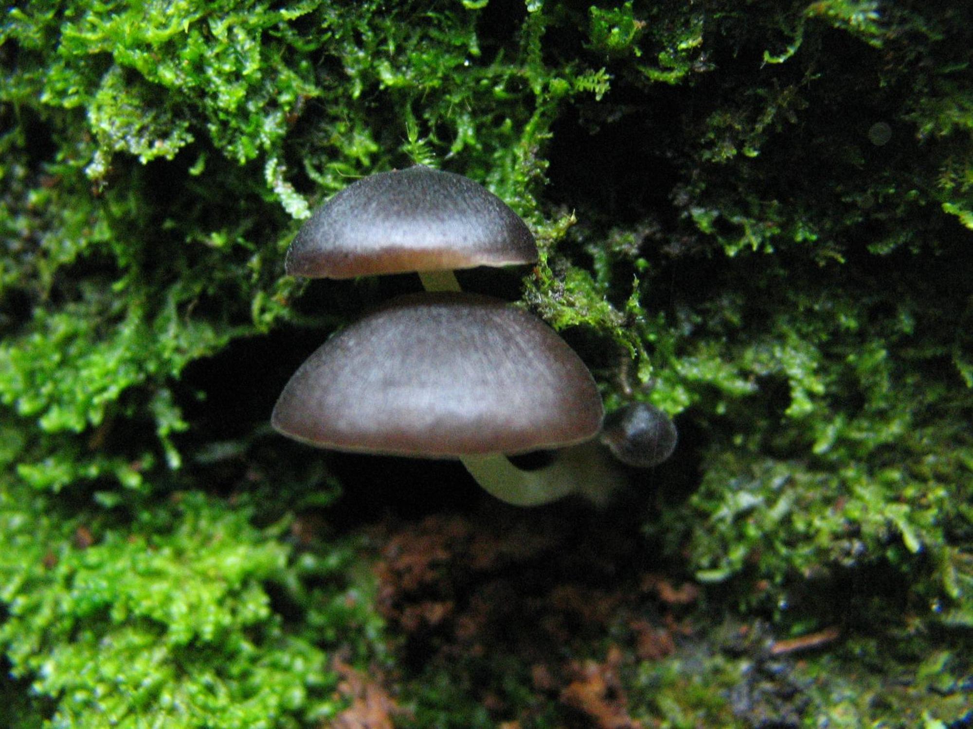 Santuario Ecologico Monteverde 外观 照片